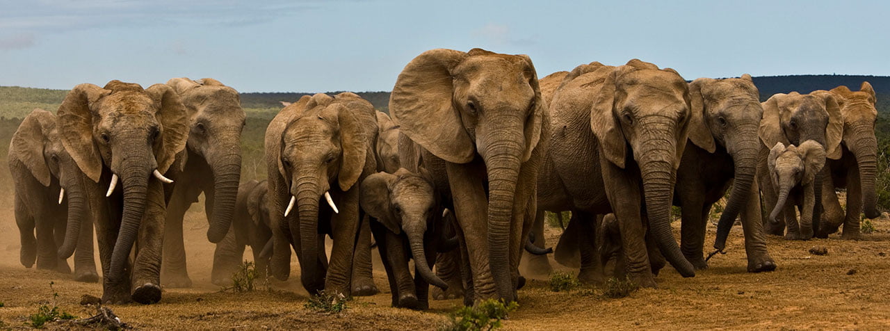 Addo Elephant Park