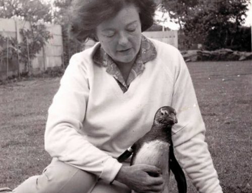 Marine Bird Rehabilitation in Port Elizabeth